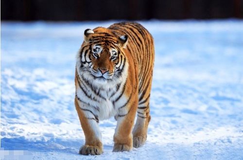 属虎人婚配啥属相最好:属虎人婚配最佳配对属相解析,相合互补的四大吉运星座与三大避坑指南 属虎人婚配啥属相最好:属虎人婚配最佳配对属相解析,相合互补的四大吉运星座与三大避坑指南