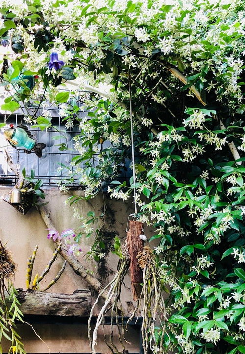 桂枝:桂枝,从庭院香木到中医宝库的千年旅程 桂枝:桂枝,从庭院香木到中医宝库的千年旅程