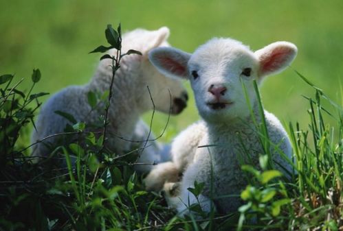 今年属羊的结婚订婚吉日:2024年属羊人结婚订婚吉日全解析,黄历择吉与传统婚恋智慧 今年属羊的结婚订婚吉日:2024年属羊人结婚订婚吉日全解析,黄历择吉与传统婚恋智慧