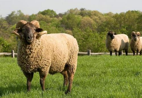 今年属羊的结婚订婚吉日:2024年属羊人结婚订婚吉日全解析,黄历择吉与传统婚恋智慧 今年属羊的结婚订婚吉日:2024年属羊人结婚订婚吉日全解析,黄历择吉与传统婚恋智慧