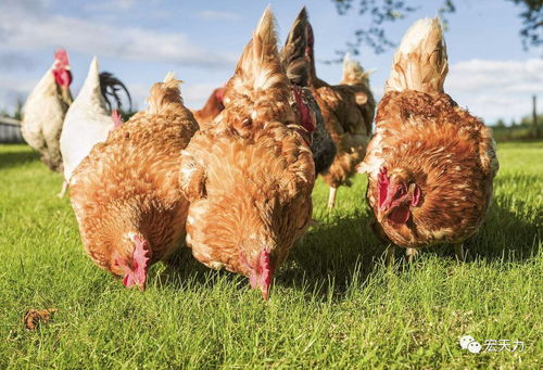 几月出生的鸡是烂鸡:农历几月出生的鸡易成烂鸡?揭秘养殖周期与肉质安全的隐秘关联