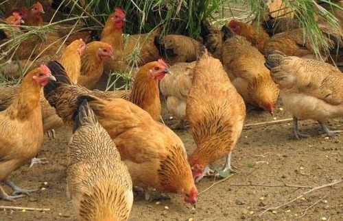 几月出生的鸡是烂鸡:农历几月出生的鸡易成烂鸡?揭秘养殖周期与肉质安全的隐秘关联 几月出生的鸡是烂鸡:农历几月出生的鸡易成烂鸡?揭秘养殖周期与肉质安全的隐秘关联