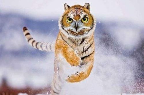 12生肖虎配对姻缘:虎年姻缘,谁是你的最佳生肖搭档? 12生肖虎配对姻缘:虎年姻缘,谁是你的最佳生肖搭档?