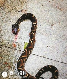 梦见杀蛇没杀死:梦见杀蛇没杀死 梦见杀蛇没杀死:梦见杀蛇没杀死