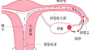 输卵管堵塞手术费多少钱:输卵管堵塞手术费用解析,价格、影响因素及选择建议 输卵管堵塞手术费多少钱:输卵管堵塞手术费用解析,价格、影响因素及选择建议