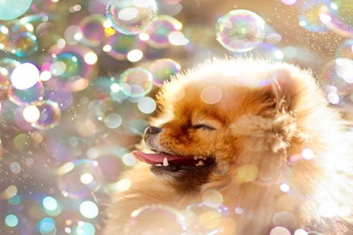 94年属狗人一生三大劫：94年属狗人一生需警惕的三大劫难时期及化解指南