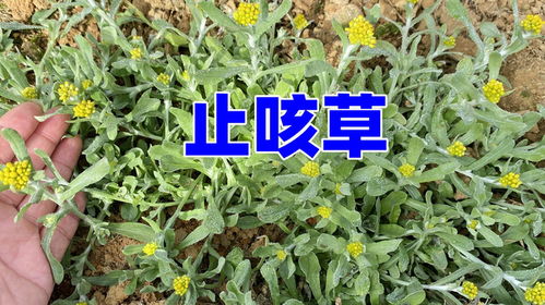 苜蓿草长什么样图片:认识苜蓿草,从形态特征到用途全解析 苜蓿草长什么样图片:认识苜蓿草,从形态特征到用途全解析