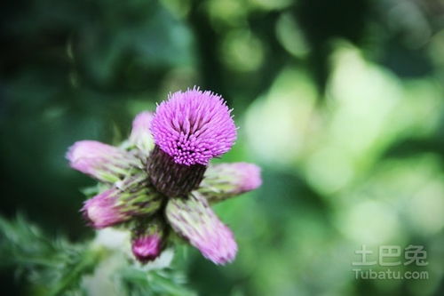 苜蓿草长什么样图片:认识苜蓿草,从形态特征到用途全解析 苜蓿草长什么样图片:认识苜蓿草,从形态特征到用途全解析