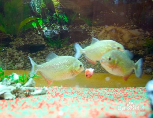 梦见捞鱼是什么征兆周公解梦:梦见捞鱼是什么征兆?周公解梦告诉你背后的深意 梦见捞鱼是什么征兆周公解梦:梦见捞鱼是什么征兆?周公解梦告诉你背后的深意