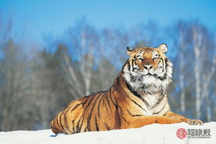 1986年虎女一生婚姻状况:1986年虎女婚姻运势全解析,从初入职场到晚晴人生的三次关键抉择 1986年虎女一生婚姻状况:1986年虎女婚姻运势全解析,从初入职场到晚晴人生的三次关键抉择