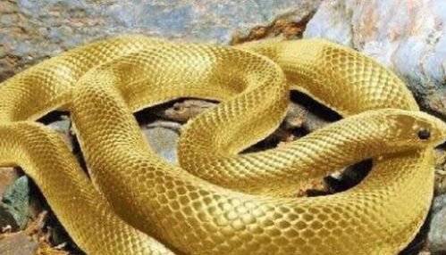 1977塘内之蛇的姻缘:墨蛇衔月,一九七七年的红线