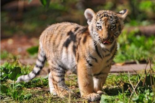 74年属虎49才起大运:74年属虎人49岁起大运,晚运爆发,事业家庭双丰收的黄金期 74年属虎49才起大运:74年属虎人49岁起大运,晚运爆发,事业家庭双丰收的黄金期