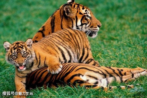 74年属虎49才起大运:74年属虎人49岁起大运,晚运爆发,事业家庭双丰收的黄金期 74年属虎49才起大运:74年属虎人49岁起大运,晚运爆发,事业家庭双丰收的黄金期