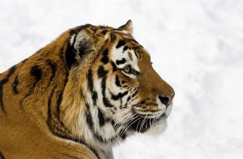 74年属虎49才起大运:74年属虎人49岁起大运,晚运爆发,事业家庭双丰收的黄金期 74年属虎49才起大运:74年属虎人49岁起大运,晚运爆发,事业家庭双丰收的黄金期