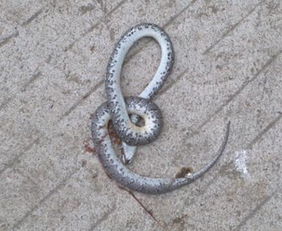 已婚女人梦到蛇是吉兆:蛇入梦来福运至,已婚女性解梦中的祥瑞密码与心灵启示 已婚女人梦到蛇是吉兆:蛇入梦来福运至,已婚女性解梦中的祥瑞密码与心灵启示