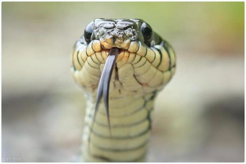 已婚女人梦到蛇是吉兆:蛇入梦来福运至,已婚女性解梦中的祥瑞密码与心灵启示 已婚女人梦到蛇是吉兆:蛇入梦来福运至,已婚女性解梦中的祥瑞密码与心灵启示