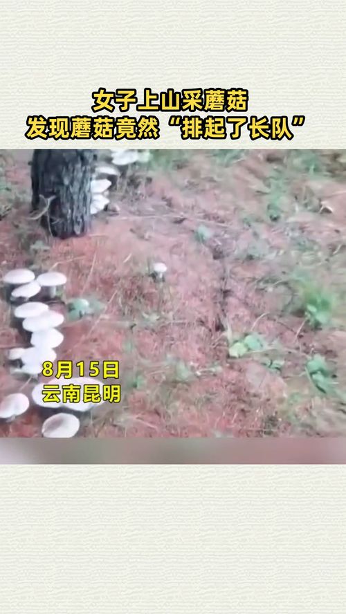 梦见上山采蘑菇是什么意思:梦见上山采蘑菇,你不知道的潜意识密码 梦见上山采蘑菇是什么意思:梦见上山采蘑菇,你不知道的潜意识密码
