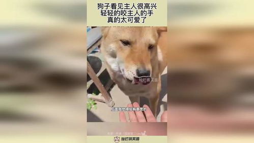 梦见被别人家的狗咬破了手:梦魇,被别人家的狗咬破了手—一场潜意识的警示与心结 梦见被别人家的狗咬破了手:梦魇,被别人家的狗咬破了手—一场潜意识的警示与心结
