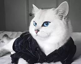 梦见猫很凶的攻击我咬我:解密梦境,梦见猫凶猛攻击我的隐喻与启示 梦见猫很凶的攻击我咬我:解密梦境,梦见猫凶猛攻击我的隐喻与启示