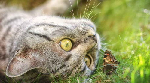 梦见猫很凶的攻击我咬我:解密梦境,梦见猫凶猛攻击我的隐喻与启示