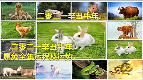 1999年属兔2025年的运势:1999年属兔人2025年运势解析,吉凶参半,顺势而为方得安康顺遂 1999年属兔2025年的运势:1999年属兔人2025年运势解析,吉凶参半,顺势而为方得安康顺遂