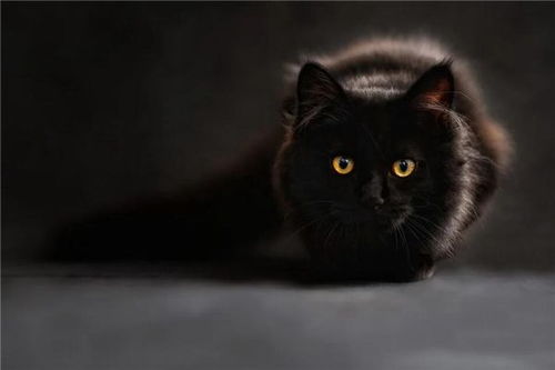 梦见一只猫是什么意思:梦见一只猫是什么意思?解密梦境中的神秘符号