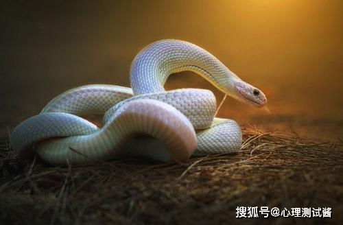 梦见蛇是什么预兆 女性学生:解密女性学生梦见蛇的预兆与启示
