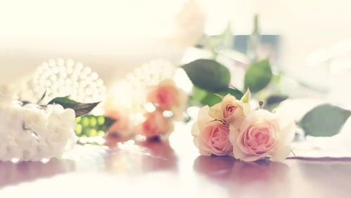 桃花运是什么意思:桃花运,传统文化中的爱情密码与现代情感启示
