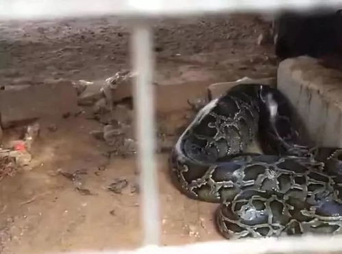 梦见特别多的蛇还有家人:梦中的蛇群与家人的身影,一场潜意识的隐喻之旅