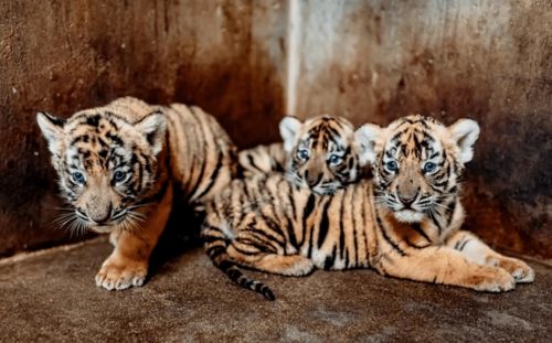 男孩属虎沉稳霸气名字:属虎男孩沉稳霸气名字精选,虎啸山林,名承其威 男孩属虎沉稳霸气名字:属虎男孩沉稳霸气名字精选,虎啸山林,名承其威