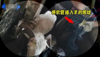 女人梦见真龙现身在眼前：女人梦见真龙现身在眼前，神秘梦境背后的深层含义