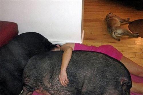 1971属猪女人最佳丈夫:1971属猪女性的幸福密码,解析最佳丈夫的生肖与相处之道 1971属猪女人最佳丈夫:1971属猪女性的幸福密码,解析最佳丈夫的生肖与相处之道