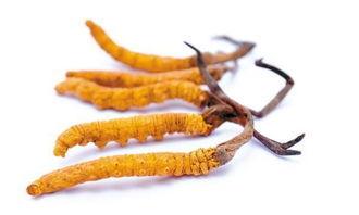 女人吃冬虫夏草有什么好处：冬虫夏草遇上她，女性滋补焕青春，由内而外的美丽与健康