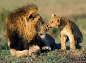 梦见狮子电视剧免费:梦见狮子电视剧免费,重温经典,感动人心 梦见狮子电视剧免费:梦见狮子电视剧免费,重温经典,感动人心