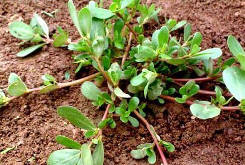 消炎利胆片饭前吃还是饭后吃:消炎利胆片饭前吃还是饭后吃?专家解答服用时间与注意事项 消炎利胆片饭前吃还是饭后吃:消炎利胆片饭前吃还是饭后吃?专家解答服用时间与注意事项