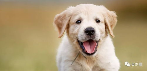 1982年狗进入2024九紫离火运:1982年生肖狗迎九紫离火运,命理机遇与人生方向解析 1982年狗进入2024九紫离火运:1982年生肖狗迎九紫离火运,命理机遇与人生方向解析