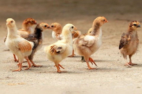 2017年属鸡几月命苦：2017年属鸡人命运转折点，这四个月需谨慎应对，吉时藏在春分前后