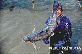 梦见大鱼在水里游来游去：梦见大鱼