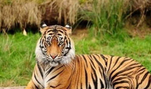 74年属虎人今年运程:74年属虎人2023年运势全解析,吉凶参半,这三大关键期决定命运走向 74年属虎人今年运程:74年属虎人2023年运势全解析,吉凶参半,这三大关键期决定命运走向