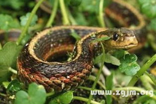 做梦梦见抓蛇是什么意思：解密梦境，梦见抓蛇是什么意思？从心理学到民俗学的全面解析