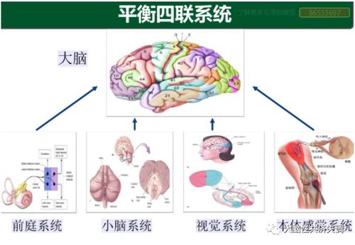 雄激素过高怎么调理:雄激素过高怎么调理?生活方式与医学干预双管齐下