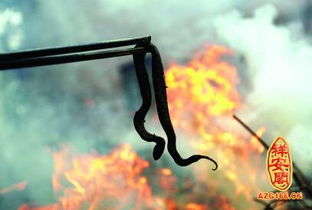 周公解梦孕妇梦见蛇是什么意思：周公解梦，孕妇梦见蛇是什么意思？传统与现代的双重解析