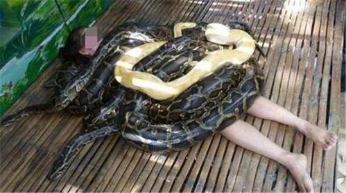 已婚女人梦见蟒蛇追我：已婚女性梦见蟒蛇追我，解析背后的恐惧与压力