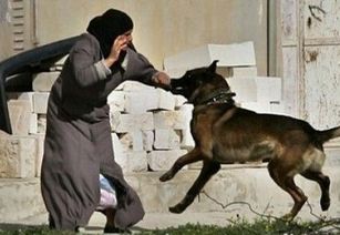 梦到被狗追着咬是什么意思：梦到被狗追着咬是什么意思？解析梦境背后的隐喻与心理暗示