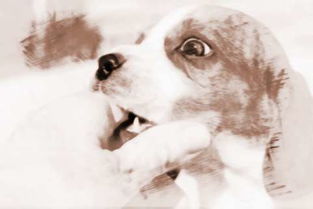 梦到被狗追着咬是什么意思:梦到被狗追着咬是什么意思?解析梦境背后的隐喻与心理暗示 梦到被狗追着咬是什么意思:梦到被狗追着咬是什么意思?解析梦境背后的隐喻与心理暗示