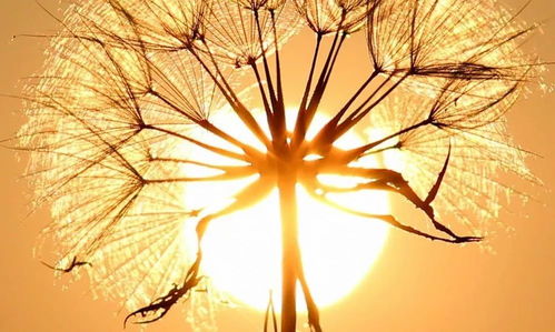 天蝎男爱一个人的表现:天蝎男的深情,隐忍与忠诚交织的爱的五种语言