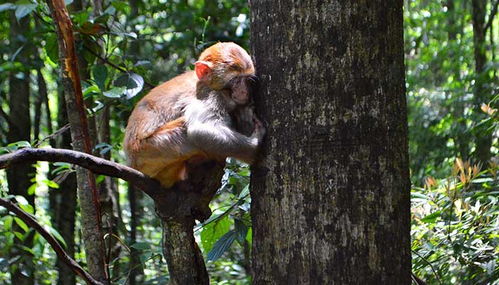 92年属猴女的最佳配偶：92年属猴女的最佳配偶，属龙、蛇、狗的三大黄金选择及相处智慧