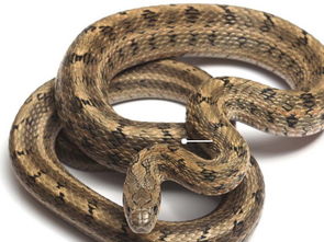 梦见很多蛇在地上爬：解密梦境，梦见很多蛇在地上爬的隐喻与启示