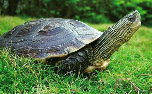 女人梦到好多乌龟在爬:女人梦到好多乌龟在爬,龟速人生,你准备好了吗? 女人梦到好多乌龟在爬:女人梦到好多乌龟在爬,龟速人生,你准备好了吗?