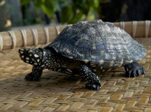 女人梦到好多乌龟在爬:女人梦到好多乌龟在爬,龟速人生,你准备好了吗? 女人梦到好多乌龟在爬:女人梦到好多乌龟在爬,龟速人生,你准备好了吗?